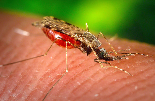 Close-up of a mosquito biting human skin