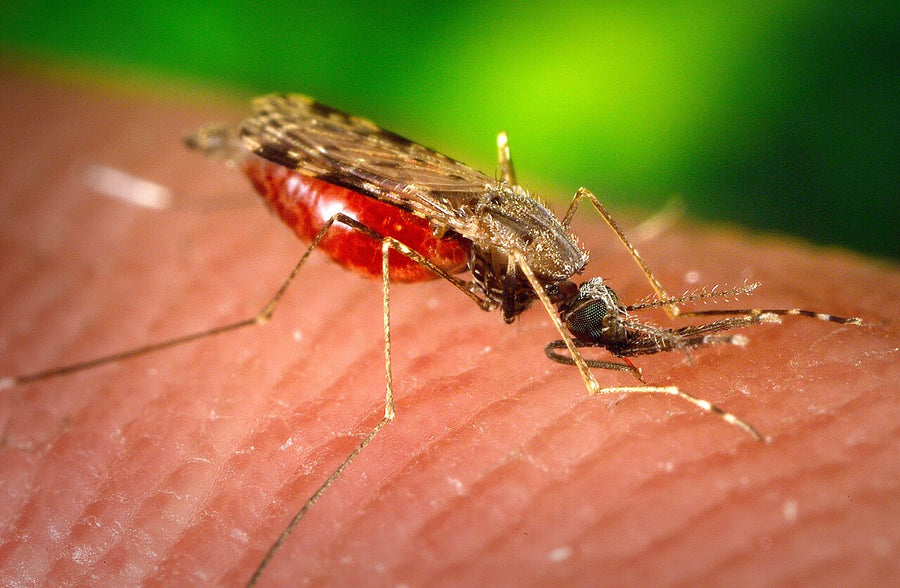 Close-up of a mosquito biting human skin